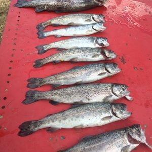 Meet your Posher, Corinna